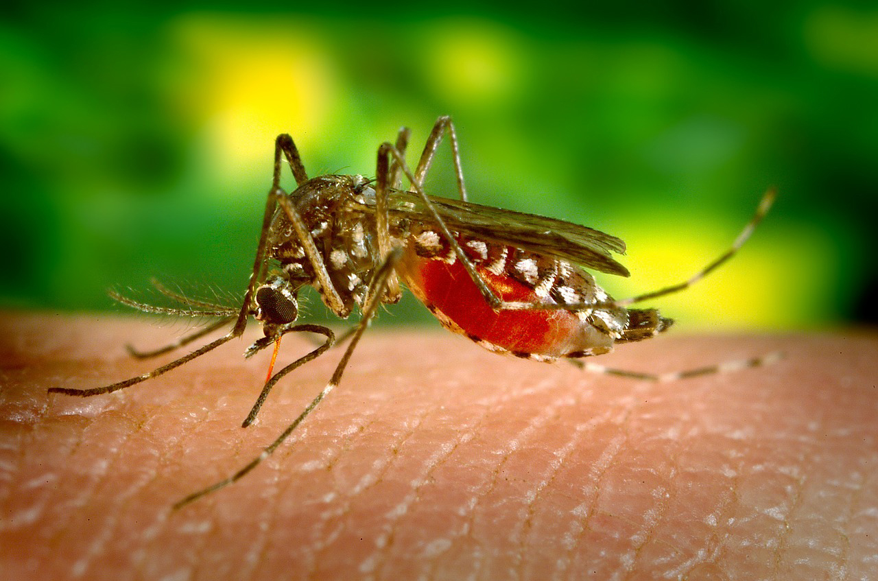 Insect Repellent 