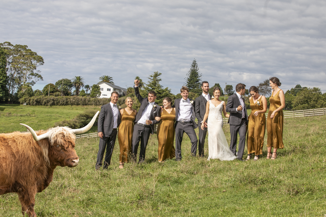 bridal party with scottish cattle